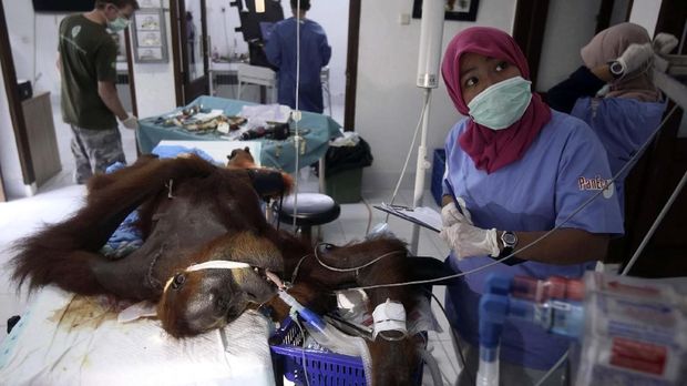 Orangutan yang sebelumnya diselamatkan dari perkebunan warga meski sempat diterpa 74 butir peluru senapan angin.