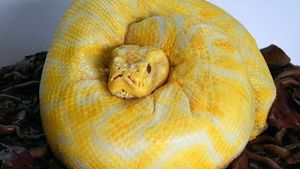 Ular Hingga Rusa, 10 Kreasi Kue Ini Terlalu Keren Untuk Dipotong
