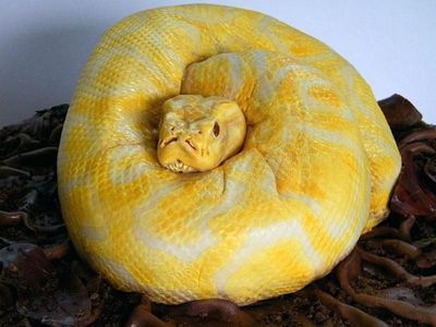Ular Hingga Rusa, 10 Kreasi Kue Ini Terlalu Keren Untuk Dipotong