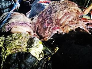 Kebangetan! Ini Penampakan 40 Kg Plastik dalam Perut Paus di Filipina Kebangetan! Ini Penampakan 40 Kg Plastik dalam Perut Paus di Filipina