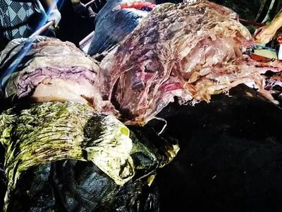 Kebangetan! Ini Penampakan 40 Kg Plastik dalam Perut Paus di Filipina