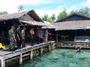 Seratusan Ikan Hiu di Penangkaran Karimunjawa Mati Misterius