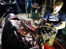 Miris! Paus Ditemukan Mati dengan Perut Berisi 40 Kg Sampah Plastik