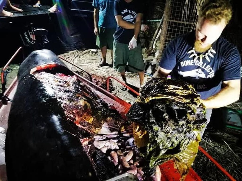 Miris! Paus Ditemukan Mati dengan Perut Berisi 40 Kg Sampah Plastik Miris! Paus Ditemukan Mati dengan Perut Berisi 40 Kg Sampah Plastik