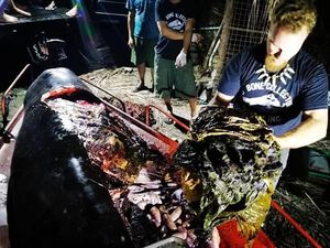 Miris! Paus Ditemukan Mati dengan Perut Berisi 40 Kg Sampah Plastik Miris! Paus Ditemukan Mati dengan Perut Berisi 40 Kg Sampah Plastik