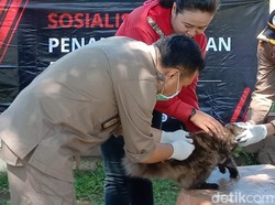KLB Rabies, Sudah 987 Anjing Dimatikan di Sumbawa NTB