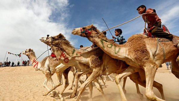 Intip Serunya Balapan Unta di Mesir