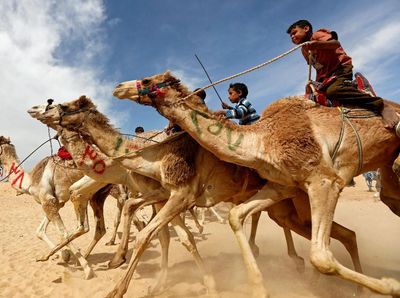 Intip Serunya Balapan Unta di Mesir