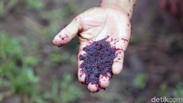 Wow! Warga Panen Cacing Super di Kanal Banjir Timur