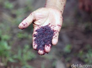 Wow! Warga Panen Cacing Super di Kanal Banjir Timur