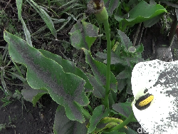 Semburan Abu Vulkanik Bromo Meluas Hingga ke Lumajang