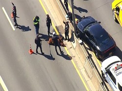 Gara-gara Sapi Lepas, 4 Kendaraan Terlibat Kecelakaan Karambol di Tol Sragen