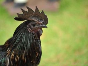 Selain Rasanya Enak, 12 Makanan Ini Harganya Termahal di Dunia Selain Rasanya Enak, 12 Makanan Ini Harganya Termahal di Dunia
