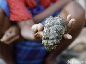 Teripang: Pahlawan Ekosistem Terumbu Karang Teripang: Pahlawan Ekosistem Terumbu Karang