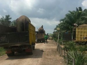Konflik Lahan, Delapan Gajah di Hutan Konservasi Lahat Dievakuasi