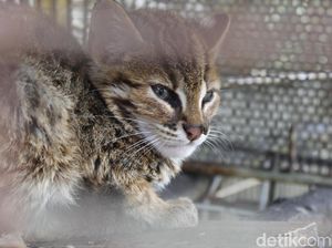 Polresta Pekanbaru Tangkap Sindikat Penjual Kucing Hutan dan Owa Ungko Polresta Pekanbaru Tangkap Sindikat Penjual Kucing Hutan dan Owa Ungko