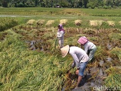 Nilai Tukar Petani Naik 0,38%, Ini Kata Kementan