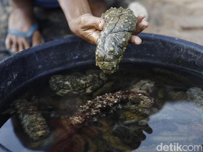 Berburu Teripang Bernilai Jutaan Rupiah