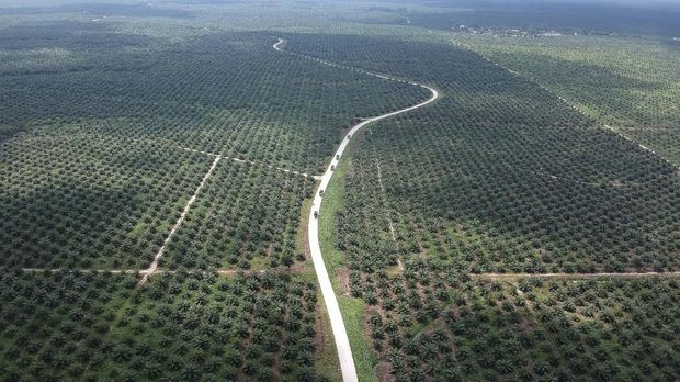 Ilustrasi perkebunan sawit. PT ALAM diduga menguasai dan mengalihfungsikan kawasan hutan milik negara seluas 366 hektare di tiga kecamatan di Kabupaten Langkat menjadi kebun sawit.