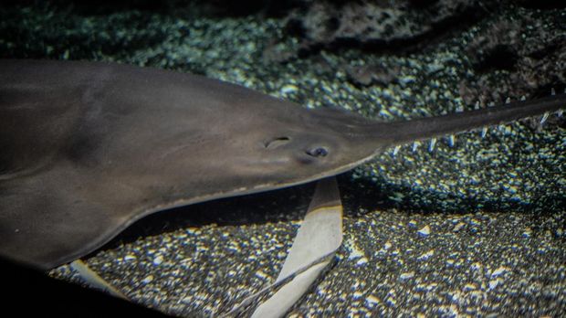 Largetooth sawfish (Pristis pristis) is considered critically endangered