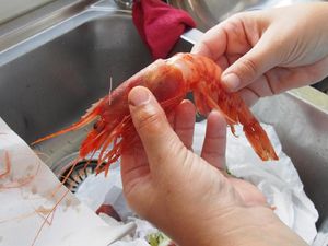 Teriris Kulit Udang, Wanita Ini Alami Kegagalan Fungsi Organ Lalu Tewas Teriris Kulit Udang, Wanita Ini Alami Kegagalan Fungsi Organ Lalu Tewas