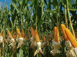 Kualitas Jagung RI Dinilai Tak Kalah Saing dengan Produk Impor
