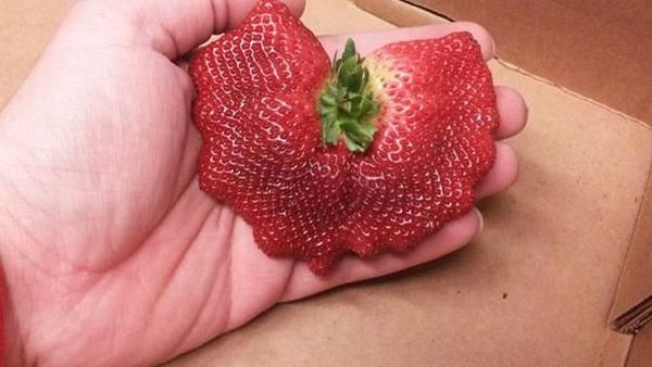 8 Buah Ini Berbentuk Aneh Karena Tumbuh Berdempetan
