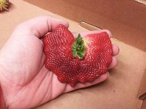 8 Buah Ini Berbentuk Aneh Karena Tumbuh Berdempetan