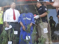 Tanam Ganja, Kuli Bangunan Terancam 20 Tahun Bui