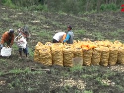 Petani Probolinggo Panen saat Gunung Bromo Erupsi