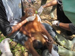 BKSDA Aceh Lepas 2 Orang Utan yang Disita dari Warga ke Cagar Alam