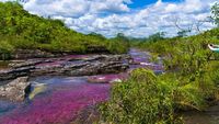 Intip Cano Cristales, Sungai Tercantik di Dunia