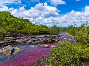 Intip Cano Cristales, Sungai Tercantik di Dunia