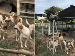 Makanannya Selalu Dicuri Anjing, Pria Ini Makan di Atas Tangga