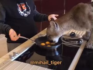 Lucunya Aksi Harimau yang Curi Telur Saat Pawangnya Masak