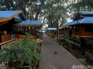 Saruma Payungi Perbedaan di Bacan Saruma Payungi Perbedaan di Bacan