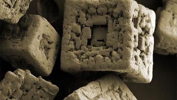 Foto Hewan dan Benda Unik yang Bikin Wawasan Bertambah