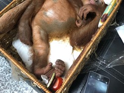 Miris, Orang Utan Dibius dan Disembunyikan di Koper