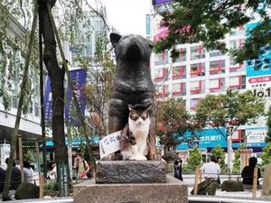 Kucing Juga Ngefans Patung Hachiko