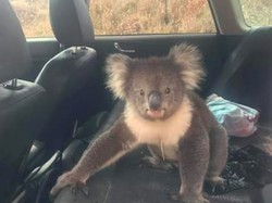 Gemas Banget! Seekor Koala Numpang Ngadem di Dalam Mobil