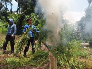 Polisi Bakar 6 Hektare Ladang Ganja di Pegunungan Bireun Aceh