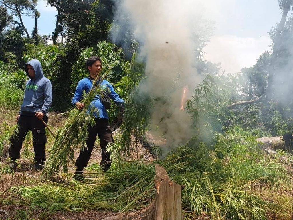 Polisi Bakar 6 Hektare Ladang Ganja di Pegunungan Bireun Aceh Polisi Bakar 6 Hektare Ladang Ganja di Pegunungan Bireun Aceh