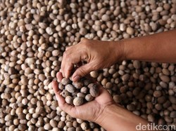 13 Ton Biji Pala RI Mulai Diekspor ke Belanda