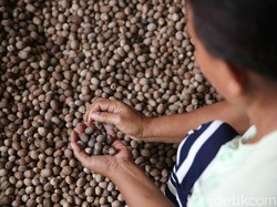 Cengkeh dan Pala Tumpuan Hidup Masyarakat Pulau Bisa