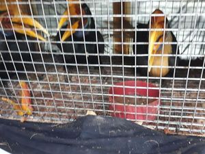 Diduga Selundupkan Satwa ke Malaysia, 4 Orang Jadi Tersangka