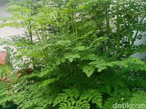 Mitos dan Fakta Daun Kelor Dipercaya Peluntur Susuk Serta Banyak Khasiat