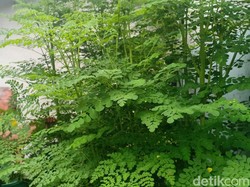 Mitos dan Fakta Daun Kelor Dipercaya Peluntur Susuk Serta Banyak Khasiat