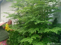 Daun Kelor Laku Diekspor, Begini Tanggapan Warga yang Menanam