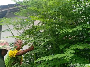 Di Magetan, Daun Kelor Dipercaya Ampuh Lunturkan Jimat dan Susuk