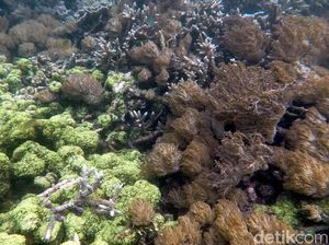 Belajar Merawat Laut dengan Transplantasi Terumbu Karang